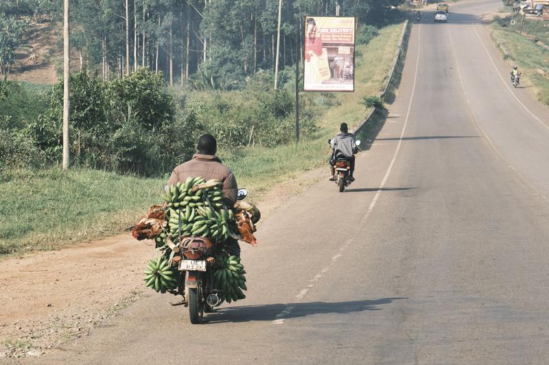 Person riding a motorcycle full of bananas, Entebbe, Uganda