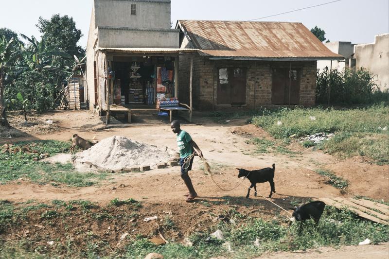 Person leading a couple goats along the road, Entebbe, Uganda