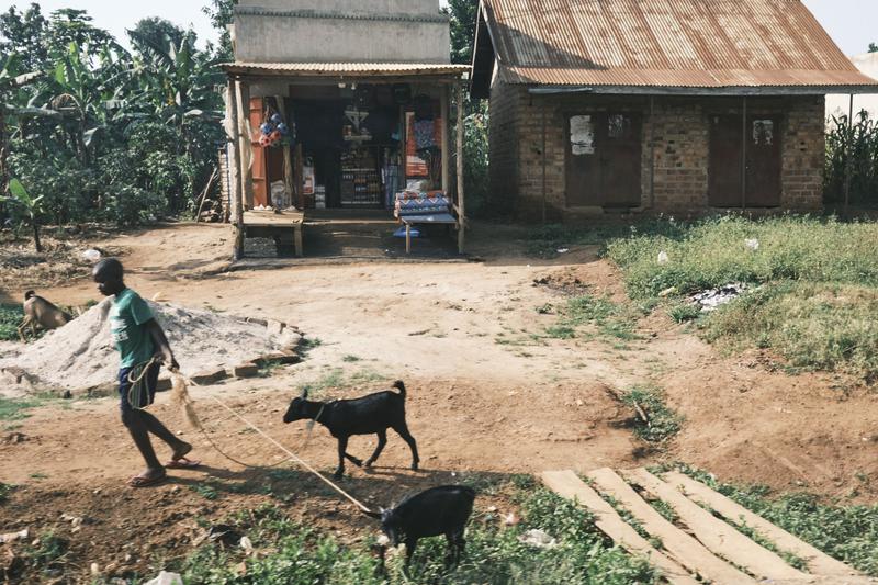 Person leading a couple goats along the road, Entebbe, Uganda