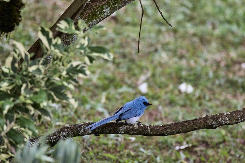 African Blue Flycatcher, Uganda