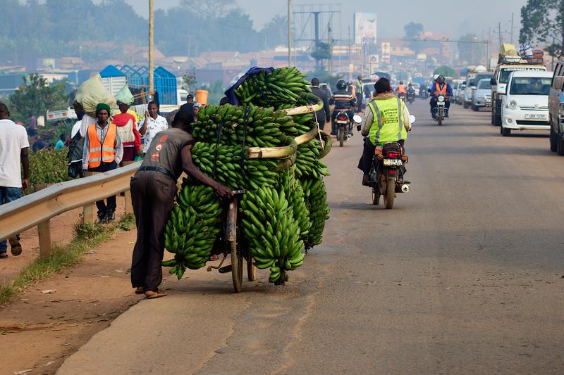 Person pushing a bicycle full of bananas, Entebbe, Uganda