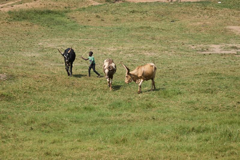A young boy tending to the family cows, Entebbe, Uganda