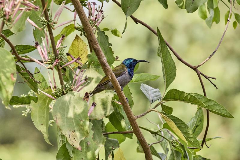 Green-Headed Sunbird, Uganda