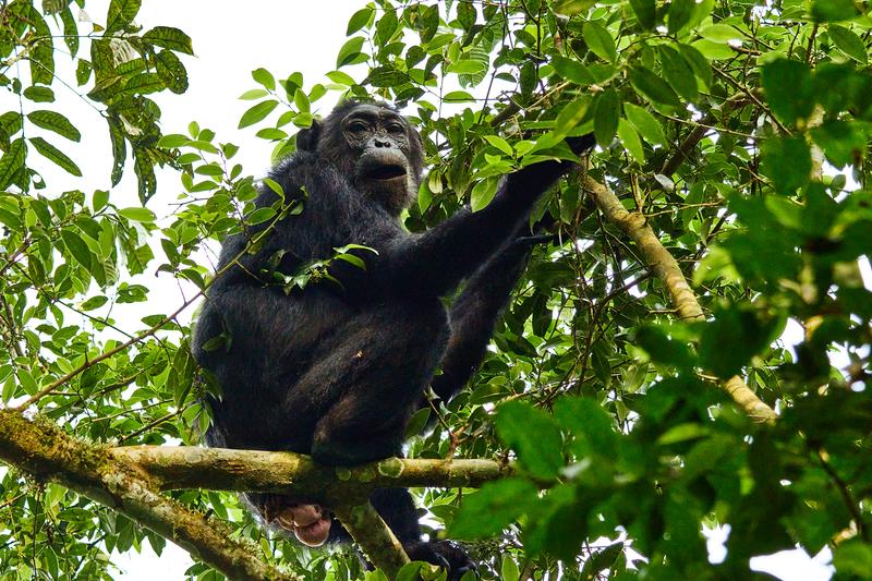 Chimpanzee in a tree, Kibale National Park, Uganda