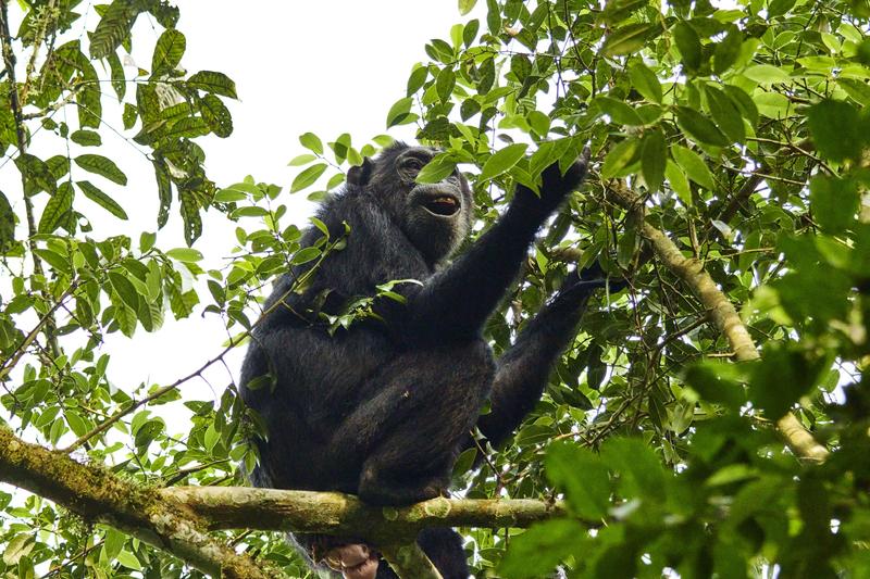 Chimpanzee in a tree, Kibale National Park, Uganda