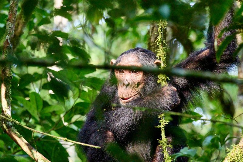 Chimpanzee in a tree surrounded by branches, Kibale National Park, Uganda