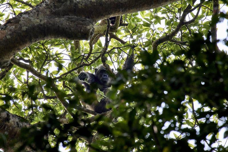 Chimpanzee in a tree surrounded by branches, Kibale National Park, Uganda