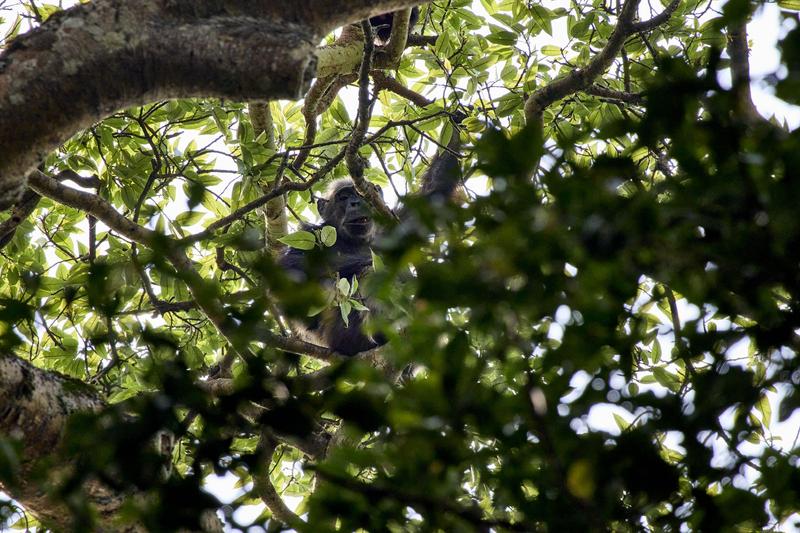 Chimpanzee in a tree surrounded by branches, Kibale National Park, Uganda