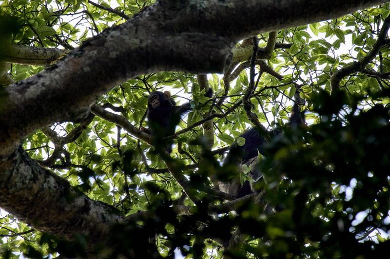 Baby chimpanzee in a tree surrounded by branches, Kibale National Park, Uganda