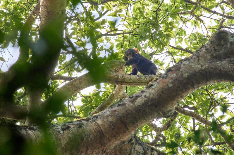 Baby chimpanzee in a tree surrounded by branches, Kibale National Park, Uganda