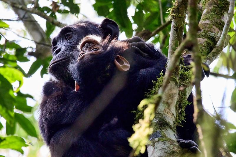 Baby chimpanzee with its mama in a tree surrounded by branches, Kibale National Park, Uganda