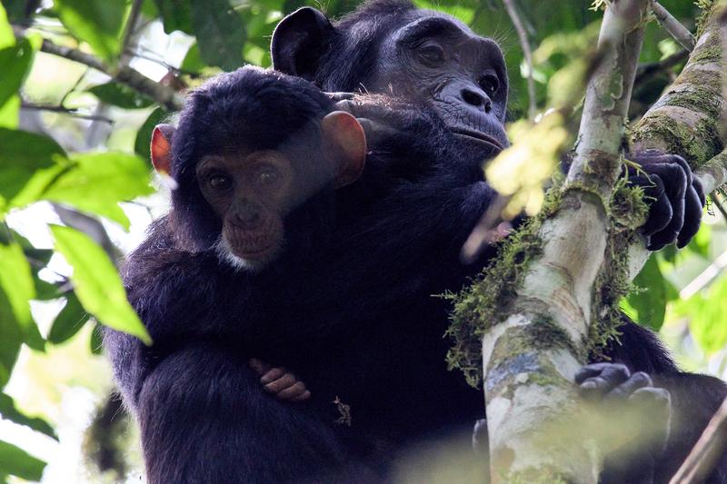 Baby chimpanzee with its mama in a tree surrounded by branches, Kibale National Park, Uganda