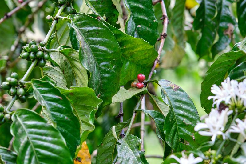 Coffee beans on a coffee tree, Uganda