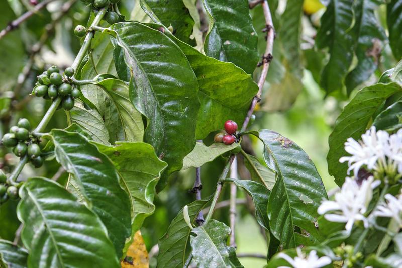 Coffee beans on a coffee tree, Uganda