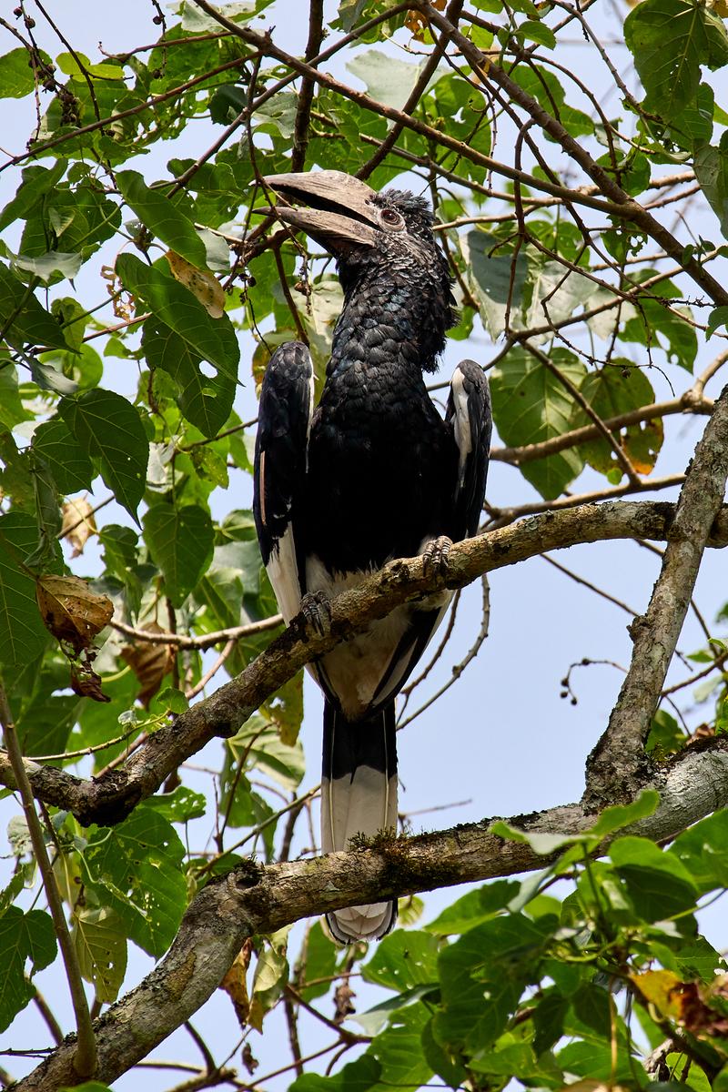 Black-and-white-casqued hornbill, Uganda