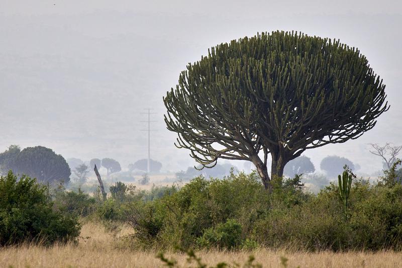 Euphorbia candelabrum and Queen Elizabeth National Park landscape, Uganda