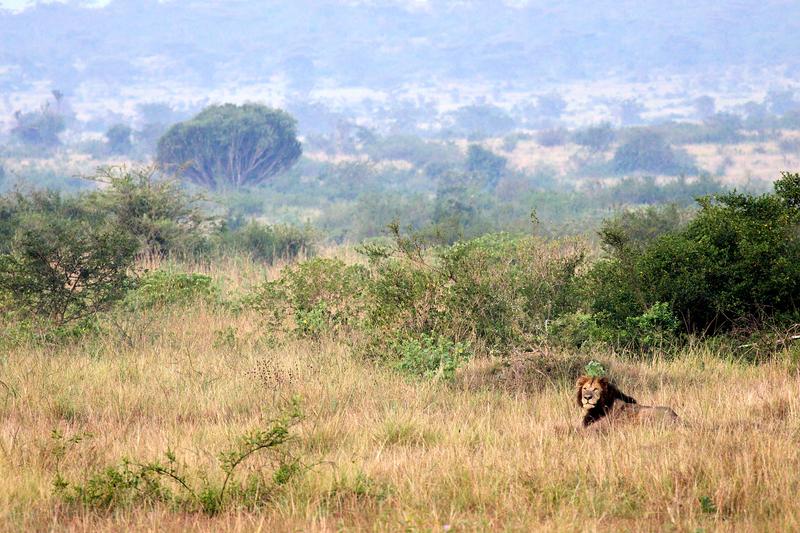 Lion laying in Queen Elizabeth National Park, Uganda
