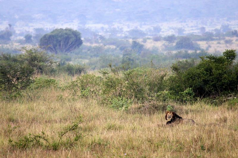 Lion laying in Queen Elizabeth National Park, Uganda