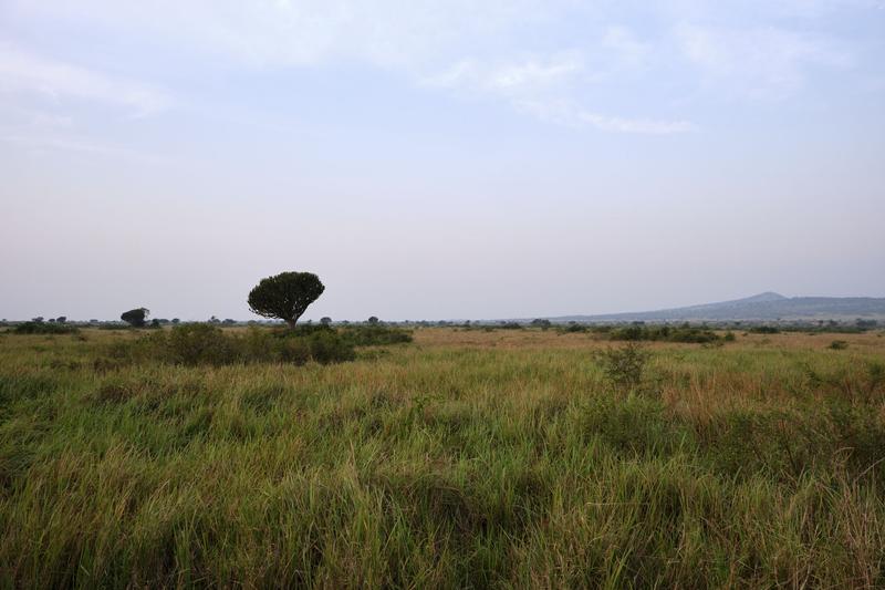 Euphorbia candelabrum and Queen Elizabeth National Park landscape, Uganda