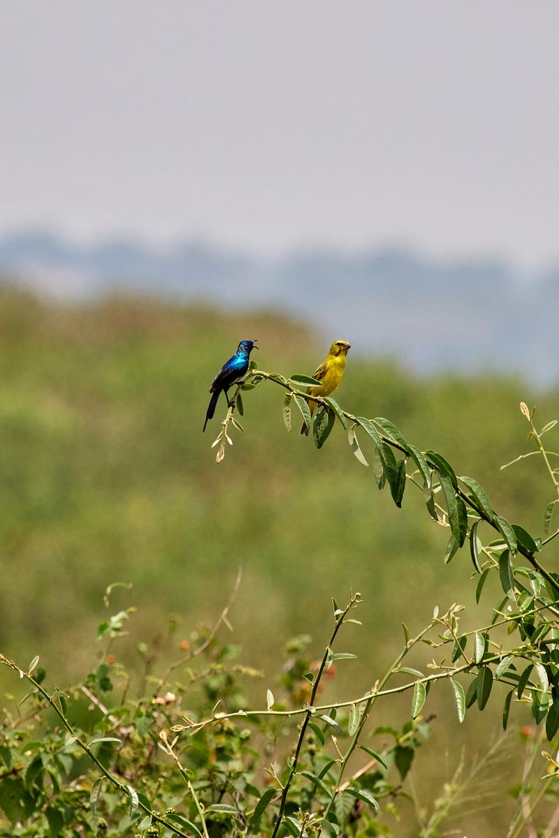 Violet-Breasted Sunbird and Brimstone Canary on a tree branch, Uganda