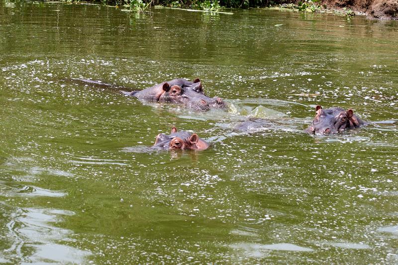 Hippos in water, Uganda