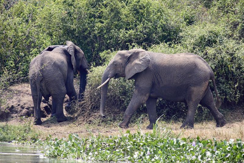 Elephants on the water's edge, Uganda