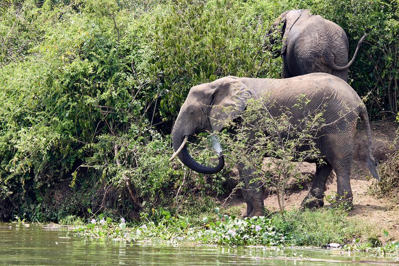 Elephant drinking water at the water's edge, Uganda
