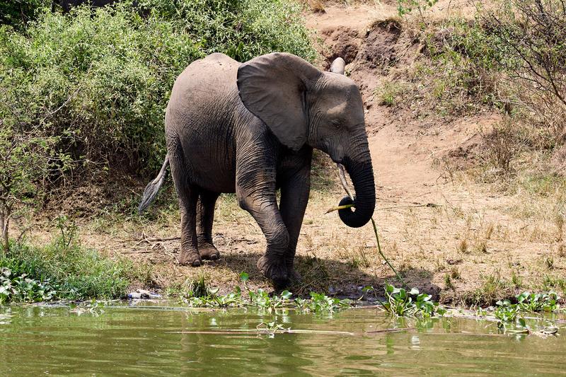 Elephant drinking water at the water's edge, Uganda