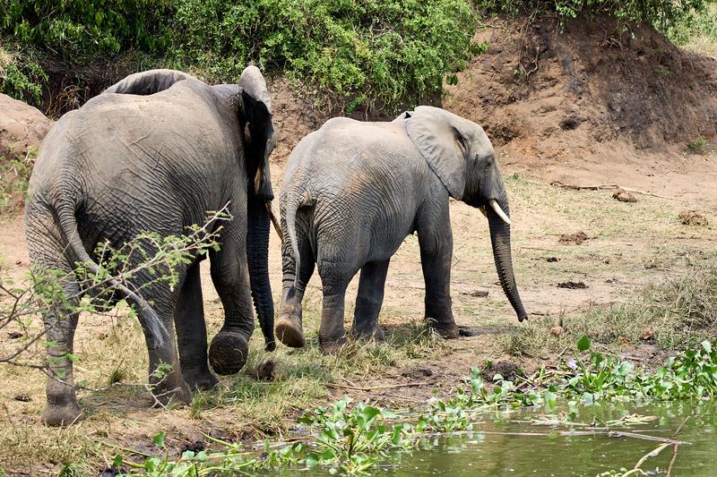 Elephants walking along the water's edge, Uganda