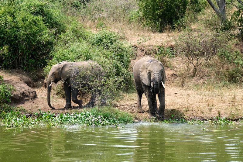 Elephants drinking water at the water's edge, Uganda