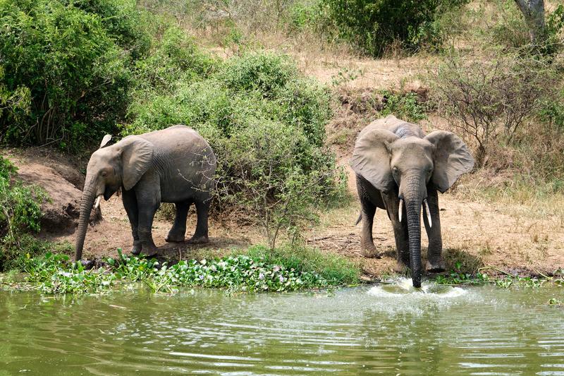 Elephants drinking water at the water's edge, Uganda