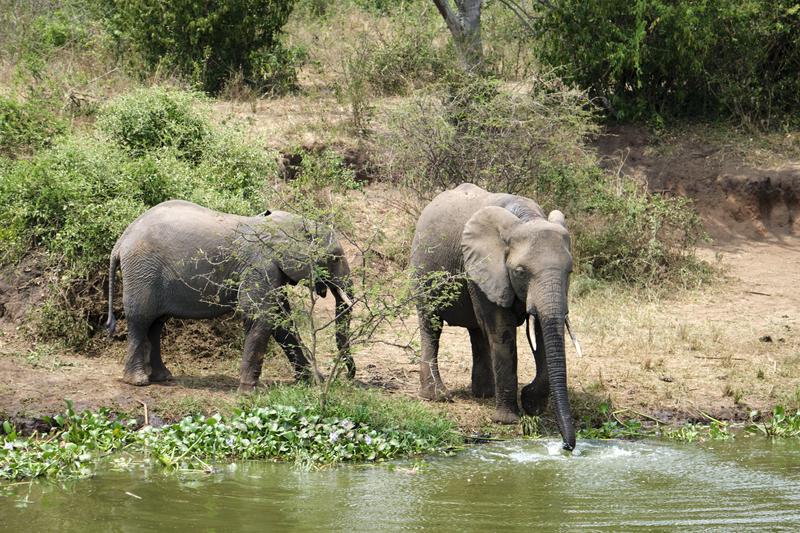 Elephants drinking water at the water's edge, Uganda