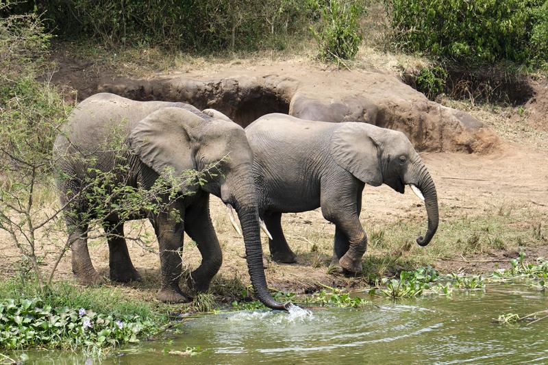 Elephants drinking water at the water's edge, Uganda