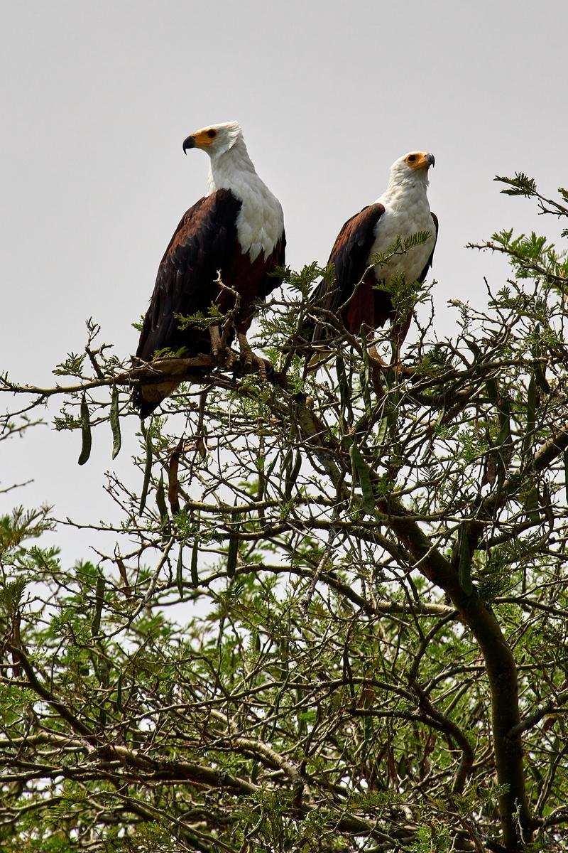 African fish eagles at the top of a tree, Uganda