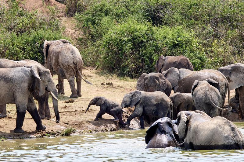 Herd of elephants in the water, Uganda