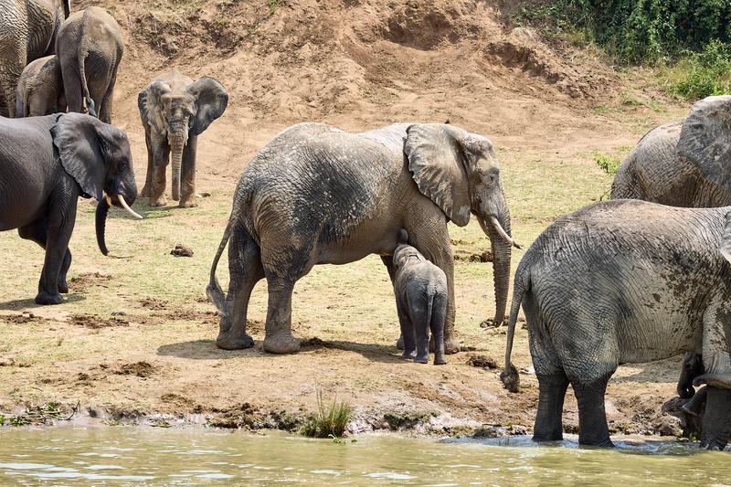 Herd of elephants in the water, Uganda