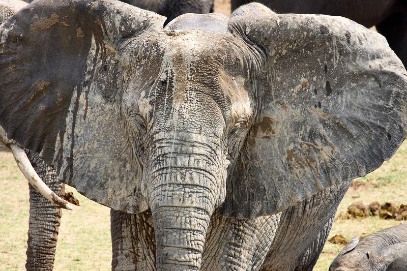 Elephant close up, Uganda