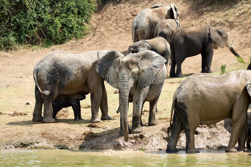 Herd of elephants in the water, Uganda