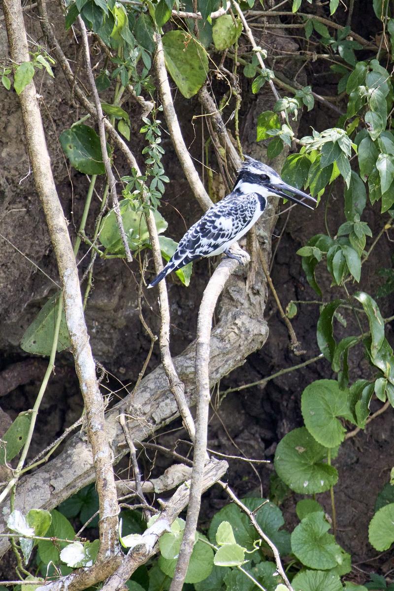 Pied kingfisher, Uganda