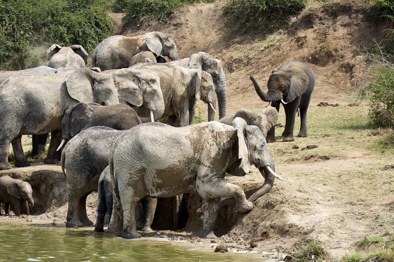 Elephants on the water's edge, Uganda