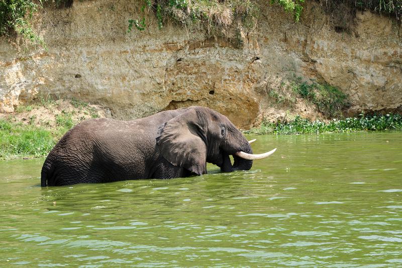 Elephant in the water, Uganda