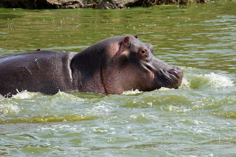 Hippo in water, Uganda