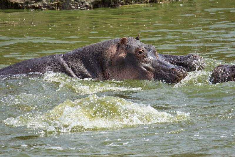 Hippo in water, Uganda