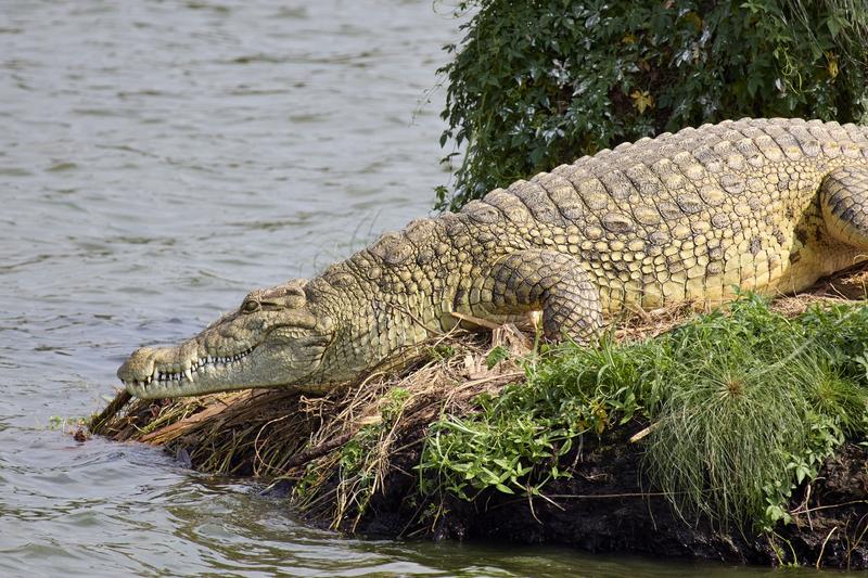 Crocodile, Uganda