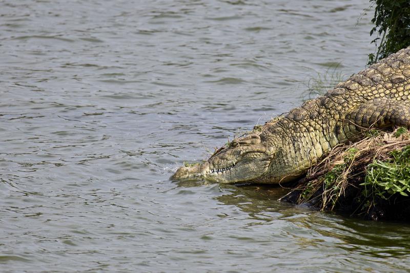 Crocodile, Uganda
