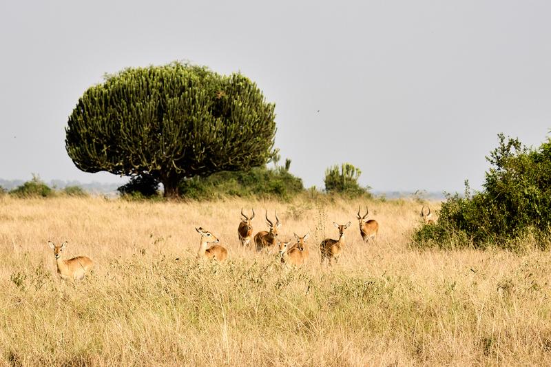 Herd of Uganda Kob, Uganda