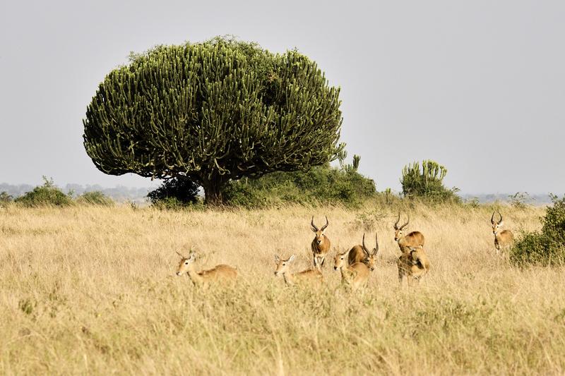 Herd of Uganda Kob, Uganda
