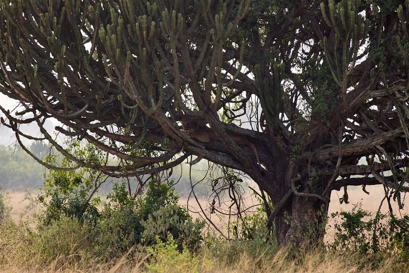 Lion in a Euphorbia candelabrum, Uganda