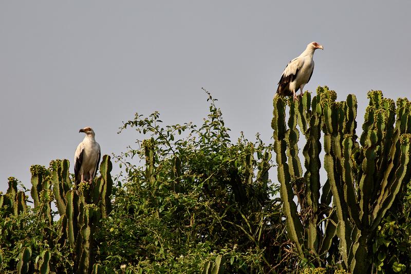Palmnut Vultures, Uganda