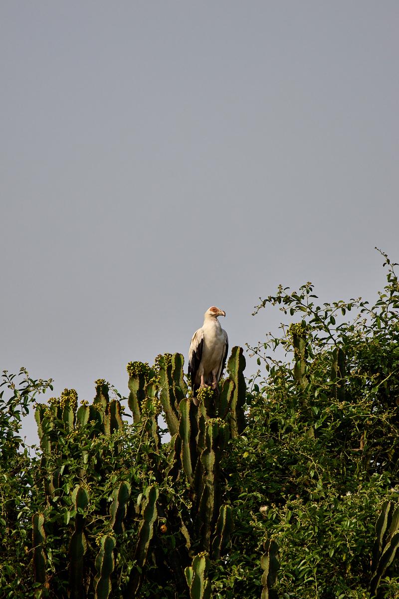 Palmnut Vulture, Uganda